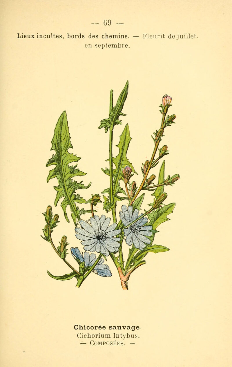 Chicory root as a substitute for coffee