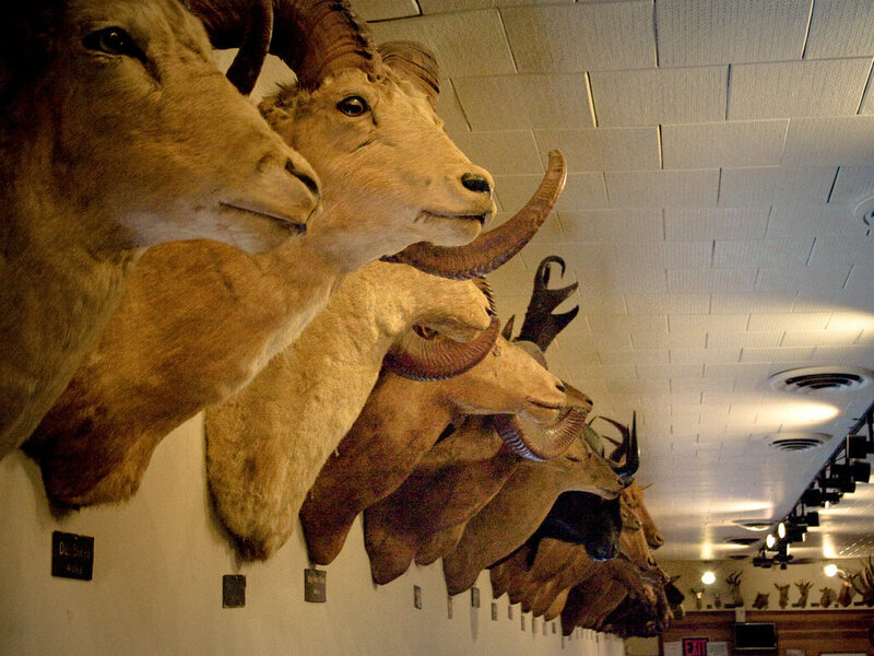 Curious Fact of the Week: The Restaurant Where 300 Animal Heads Watch You  Eat - Atlas Obscura