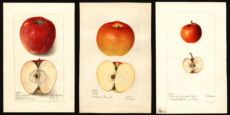 Three of the rediscovered apple varieties, identified from old watercolors held by the U.S. Department of Agriculture Pomological Watercolor Collection, Rare and Special Collections, National Agricultural Library.