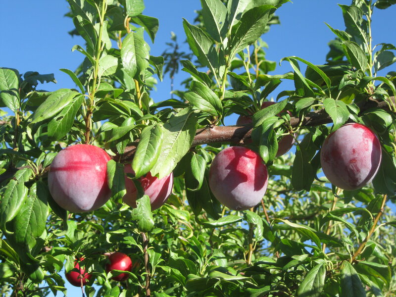 The "Beauty" plum in the Arboreum Company orchard.