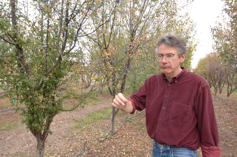 C. Todd Kennedy examines sloe plums.
