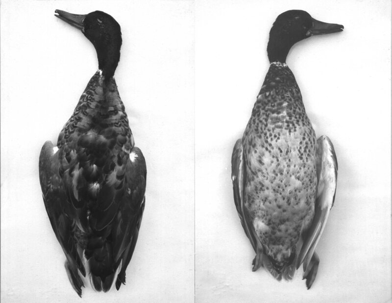 The duck that started it all.