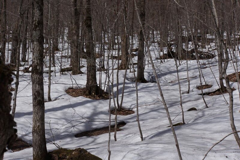 A forest of thaw circles.