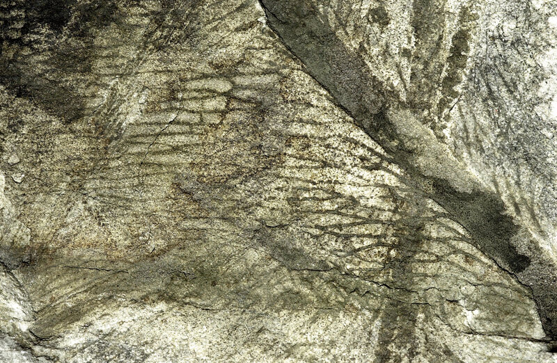 A <em>Glossopteris indica</em> leaf fossil found in Antarctica.