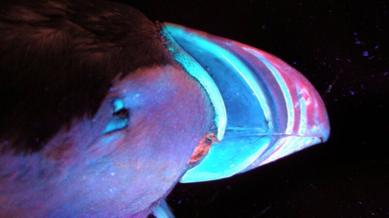 Diamond's puffin shows off its glowy beak. 