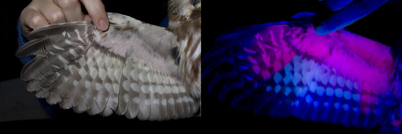 The wing of a two-year-old saw-whet owl. Newly replaced feathers on the outside and inside glow a bright raspberry, while the older feathers in the middle are a darker blue. 