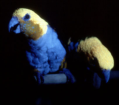 The same caique parrots photographed to show fluorescence.