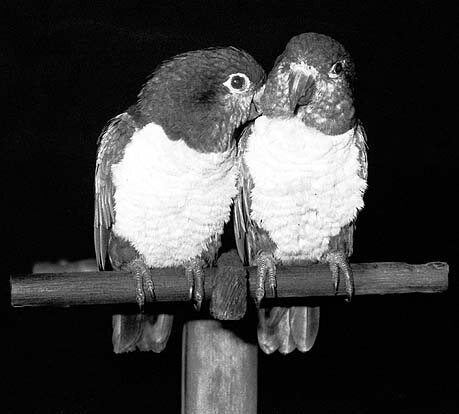 Andrew Davidhazy used a visually opaque, UV-transparent filter to photograph this pair of caique parrots.