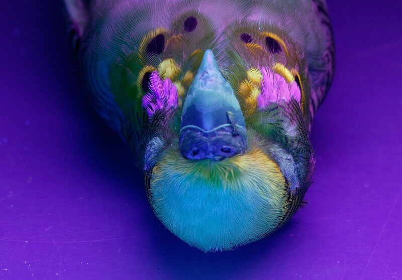 A budgie fluoresces under ultraviolet light. 