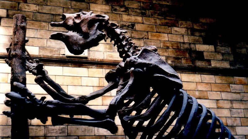 Another <em&gtMegatherium</em> on view at the Natural History Museum.