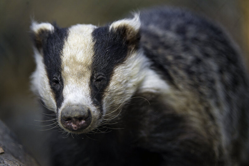 Badgers live in the woodland around the castle.