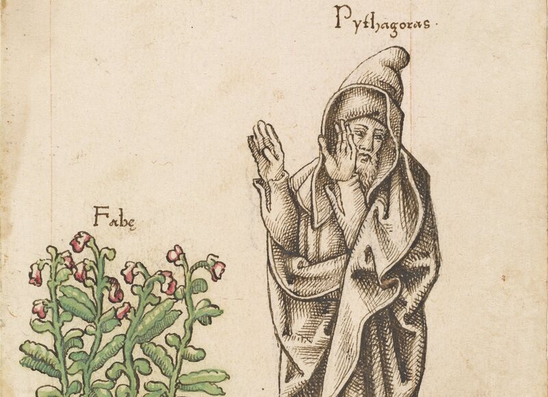 Pythagoras, pictured here next to a fava bean plant, might have had good reason to fear them.