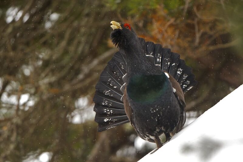 In Slovakia's Low Tatra mountains, the population of the western capercaillie bird dipped by 40 percent, concurrently with the destruction of 7,000 of its habitat.