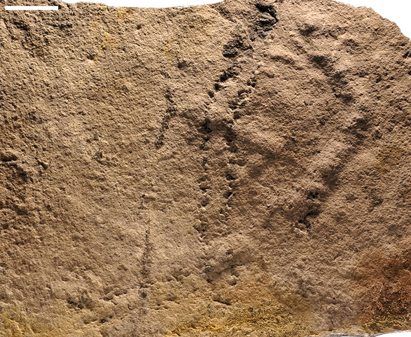 These 540-million-year-old critter prints are the oldest found tracks on earth. 