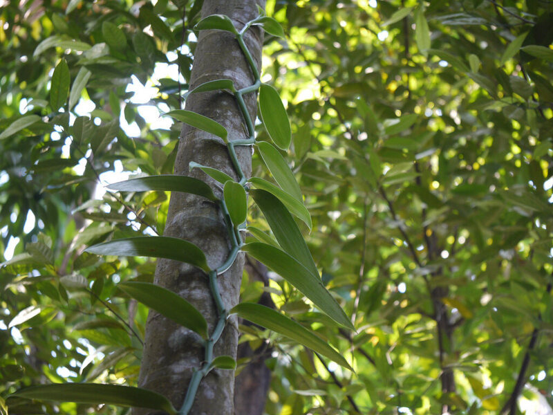 A vanilla orchid climbing a forest tree.