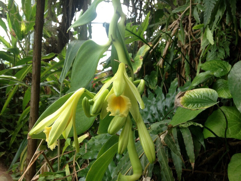 A flowering <em>Vanilla planiflolia.</em>