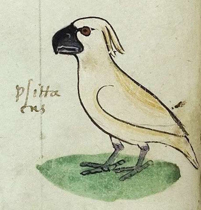 A 13th-century image of a cockatoo, from an Italian book. 