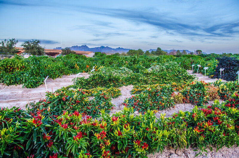 More than 150 pepper varieties grow in the garden.