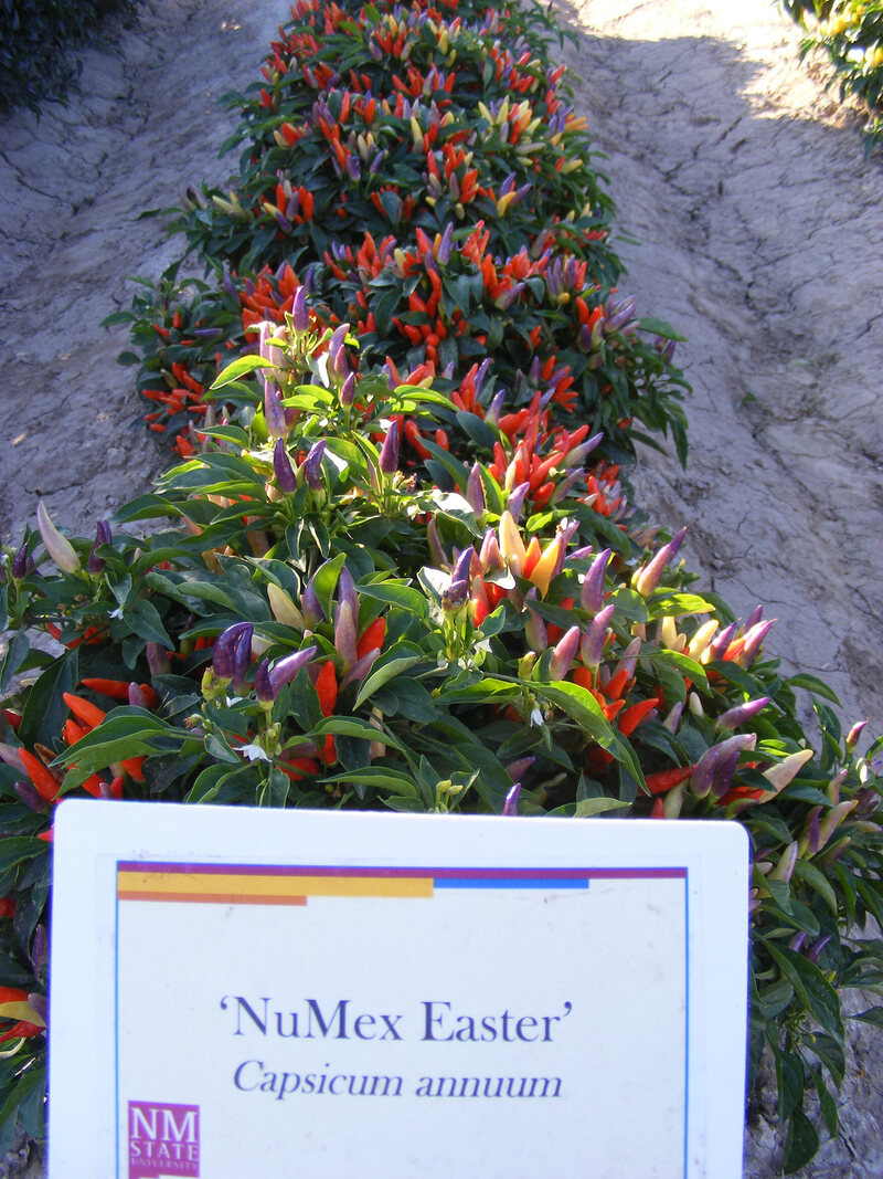 Different ornamental peppers are named after holidays. 