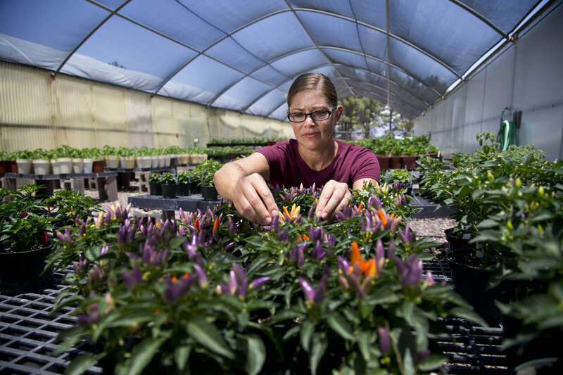 Researcher Danise Coon examines some purple peppers.