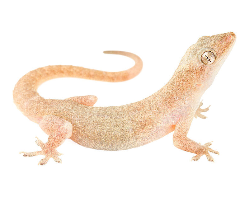 A common house gecko, looking special.