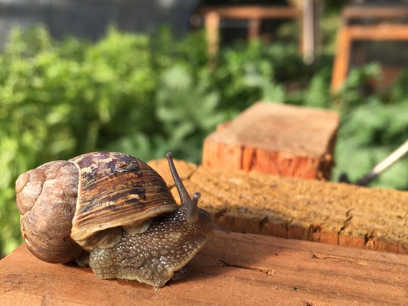 An intrepid snail at Little Gray Farms in Washington.