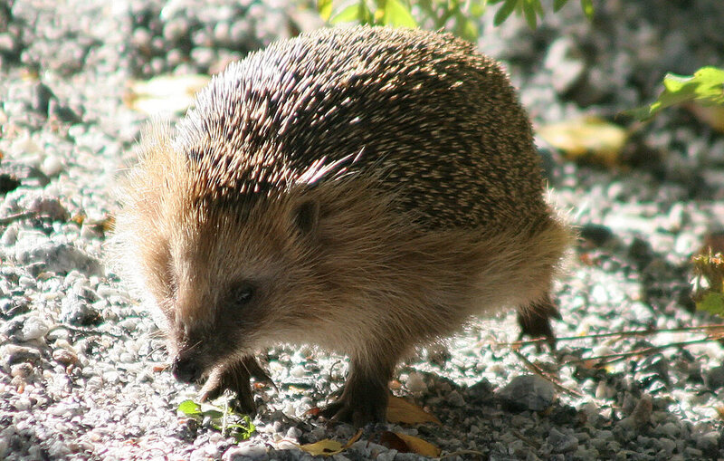 The Great British Hedgehog Census Is Prickly Business Atlas Obscura,Bloody Mary Costume