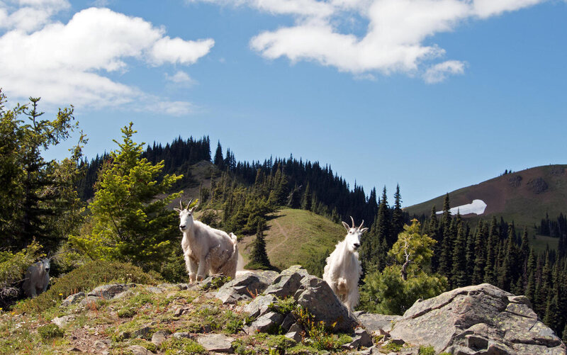 Why Helicopters Are Flying Mountain Goats Over Washington