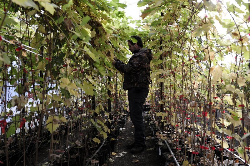 Checking on grape vines at the Domaine de Vassal in Marseillan, France.