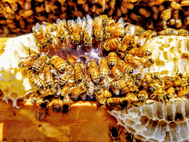 What Does It Take To Breed A New Honeybee Gastro Obscura - 