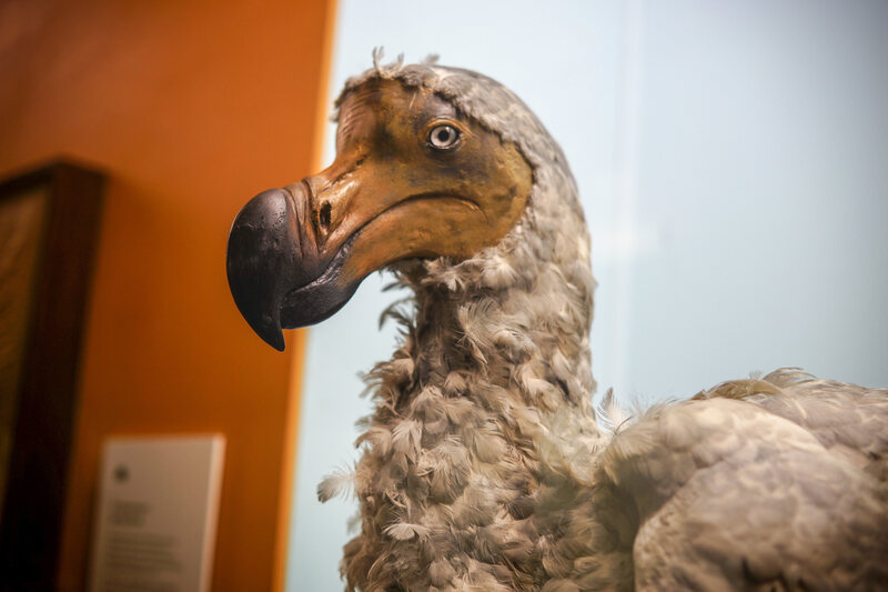 dodo bird size