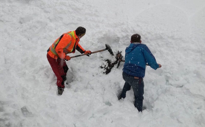 Train workers free the trapped chamois. 