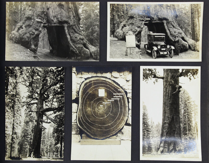 Original Vintage Photo Big Sequoia Trees Photography Old photo Photograph Snapshot Found Photograph Tiny Woman