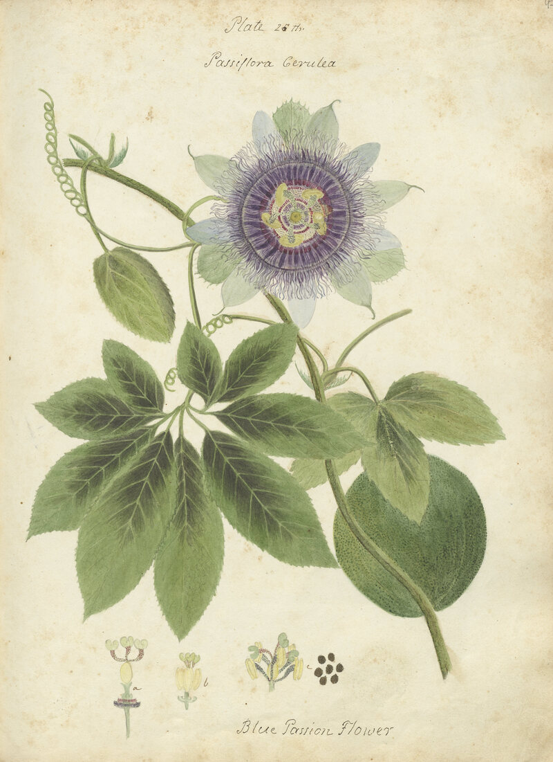 Hand-drawn illustration of a blue passionflower.