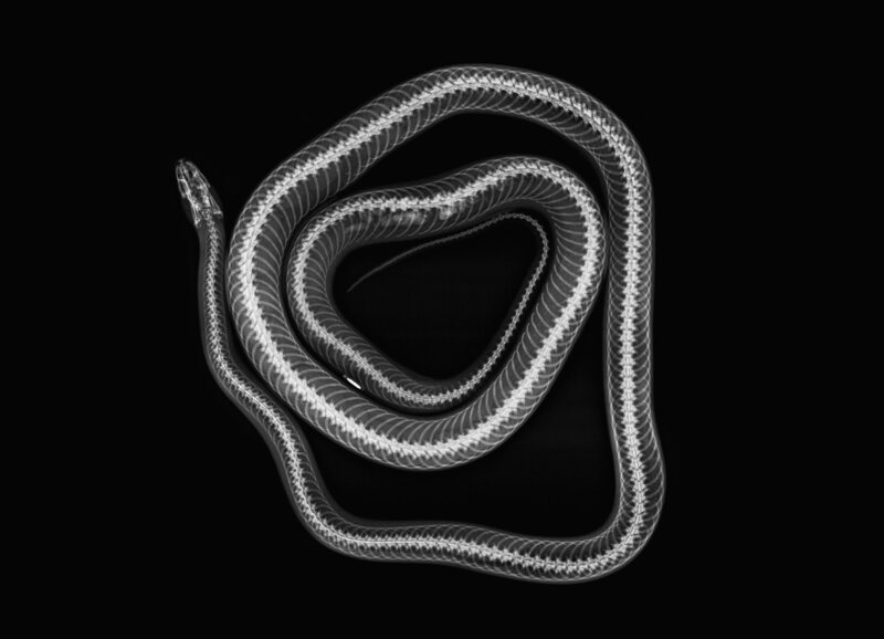 Cornelius, the London Zoo's corn snake.