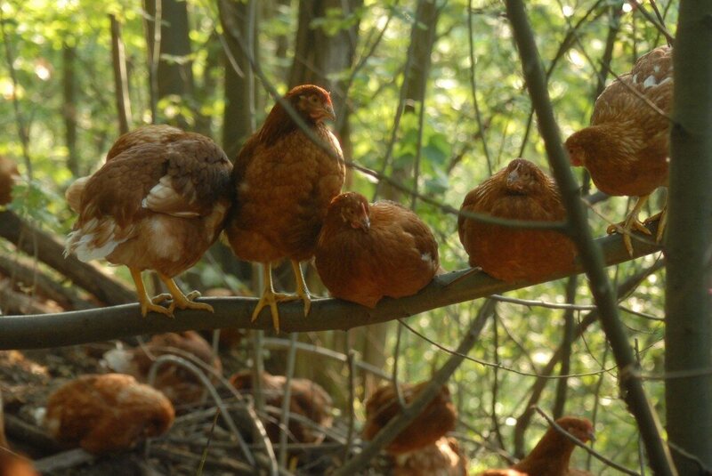 While wild jungle fowl can "lightly coast from branch to branch,"...