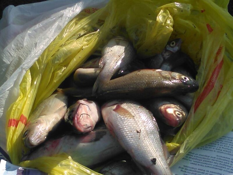 A bag of fish from the Passaic River swapped to the program.