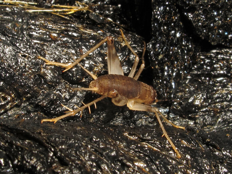 A lava cricket at Hawaii Volcanoes National Park.