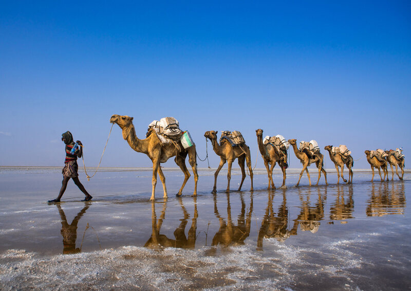 An Afar man leads a camel caravan carrying salt blocks in the Danakil Depression.
