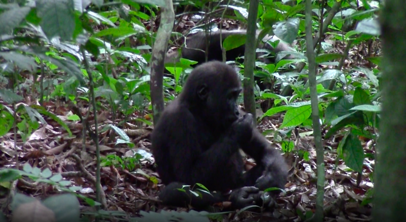 One of Loango`s lowland gorillas munching on an African walnut. 