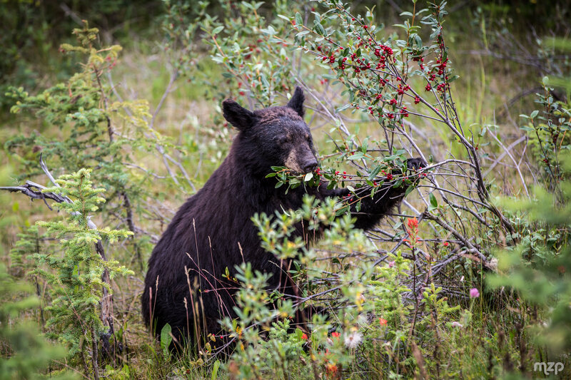 Black bear fat renders best in the early fall, when they begin gorging themselves on nuts, berries, and acorns.
