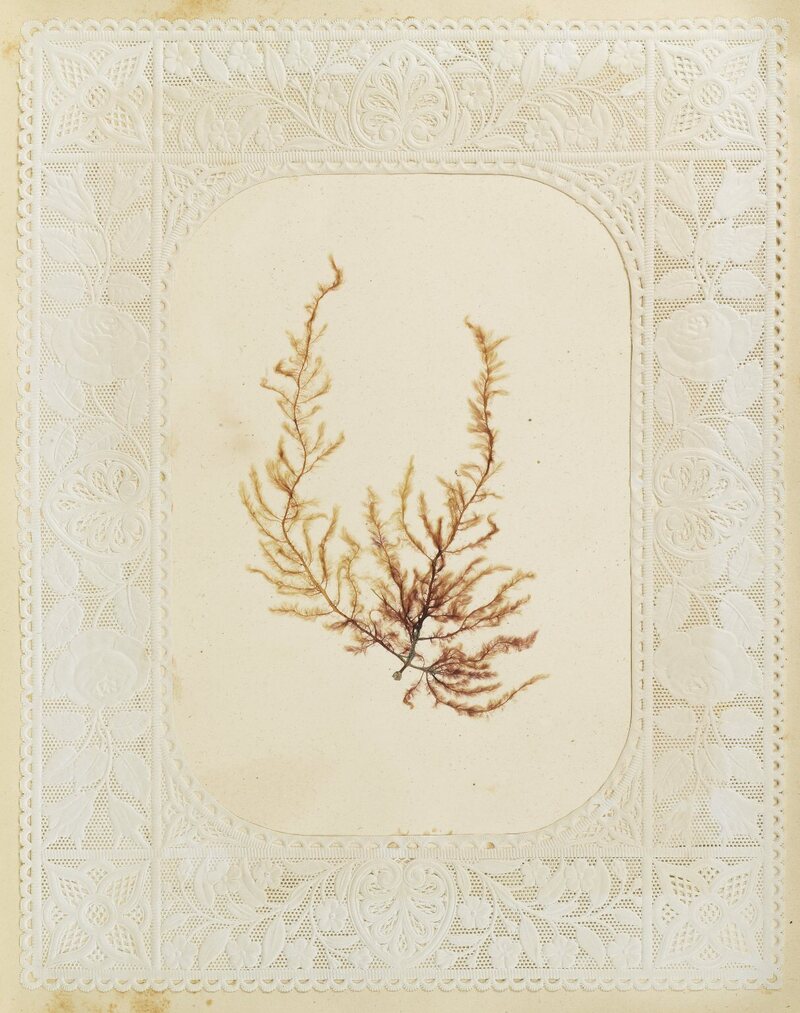 victorian seaweed scrapbook
