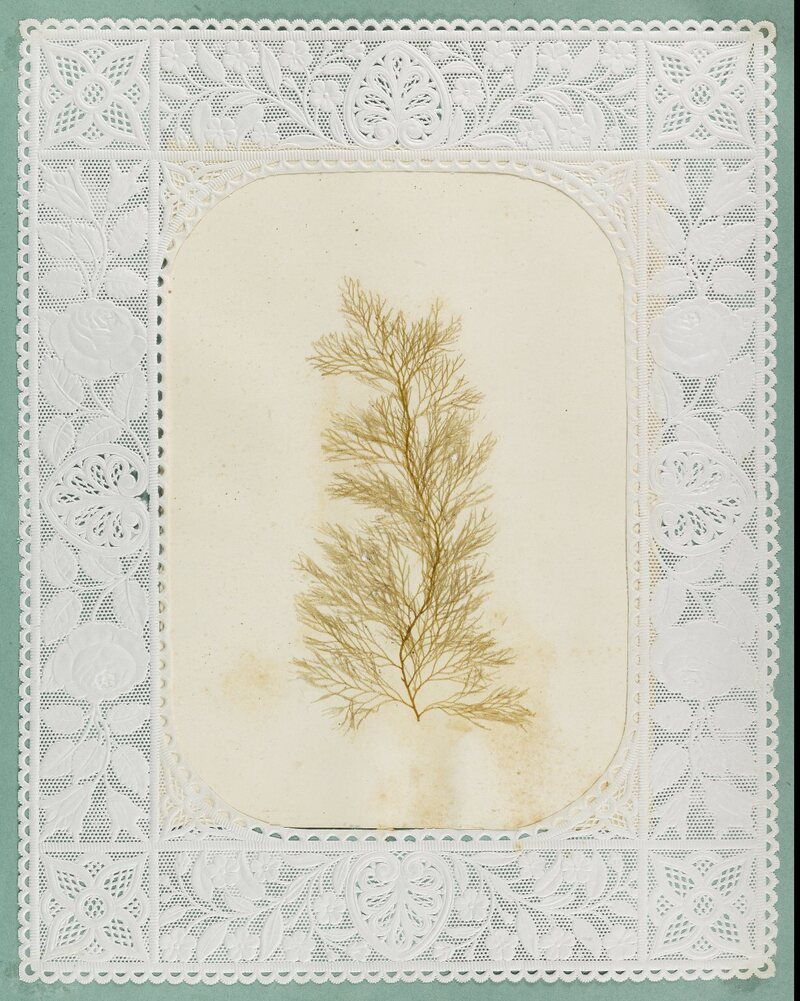 victorian seaweed scrapbook