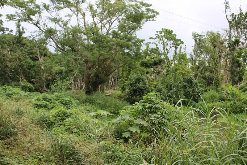 This forest near Port Vila may appear wild, but it actually contains food-producing trees and root crops likely sown by humans. 