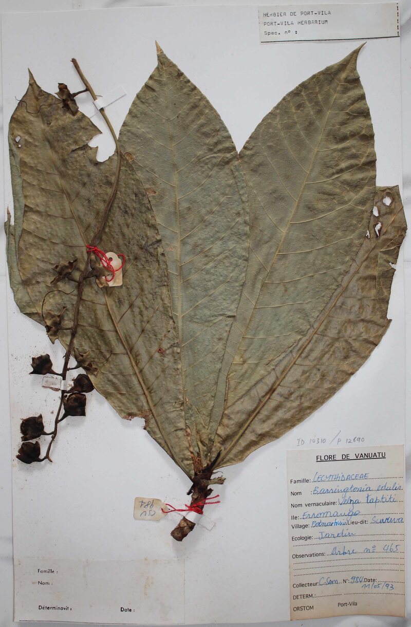 An herbarium specimen of cutnut, a plant that remains important in Vanuatu diets today. Tromp used herbarium specimens to compare ancient phytoliths.