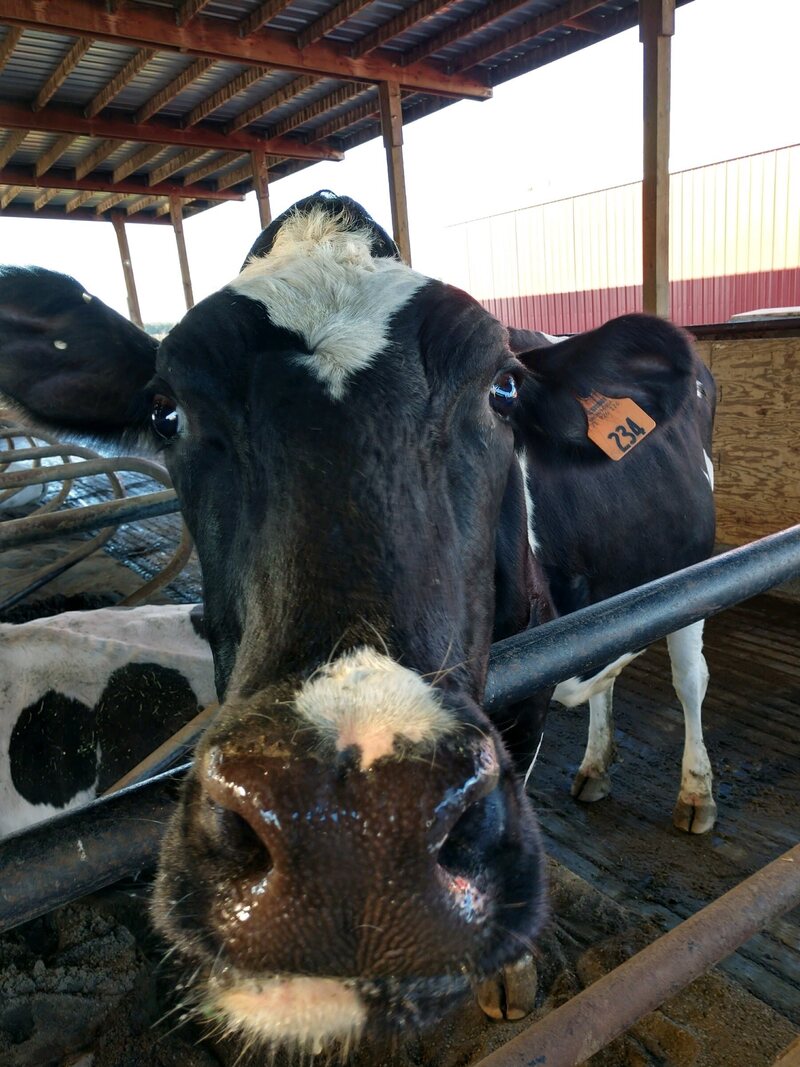 One of TMK Creamery's 20 cow-lebrities poses for a close-up.