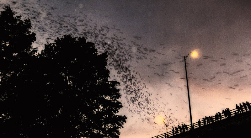 Congress Bridge Bats in Austin, Texas