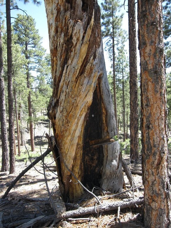 Scientists cut slabs out of fire-scarred ponderosa pines to collect tree-ring samples, which are used to precisely date when wildfires occurred in the past.