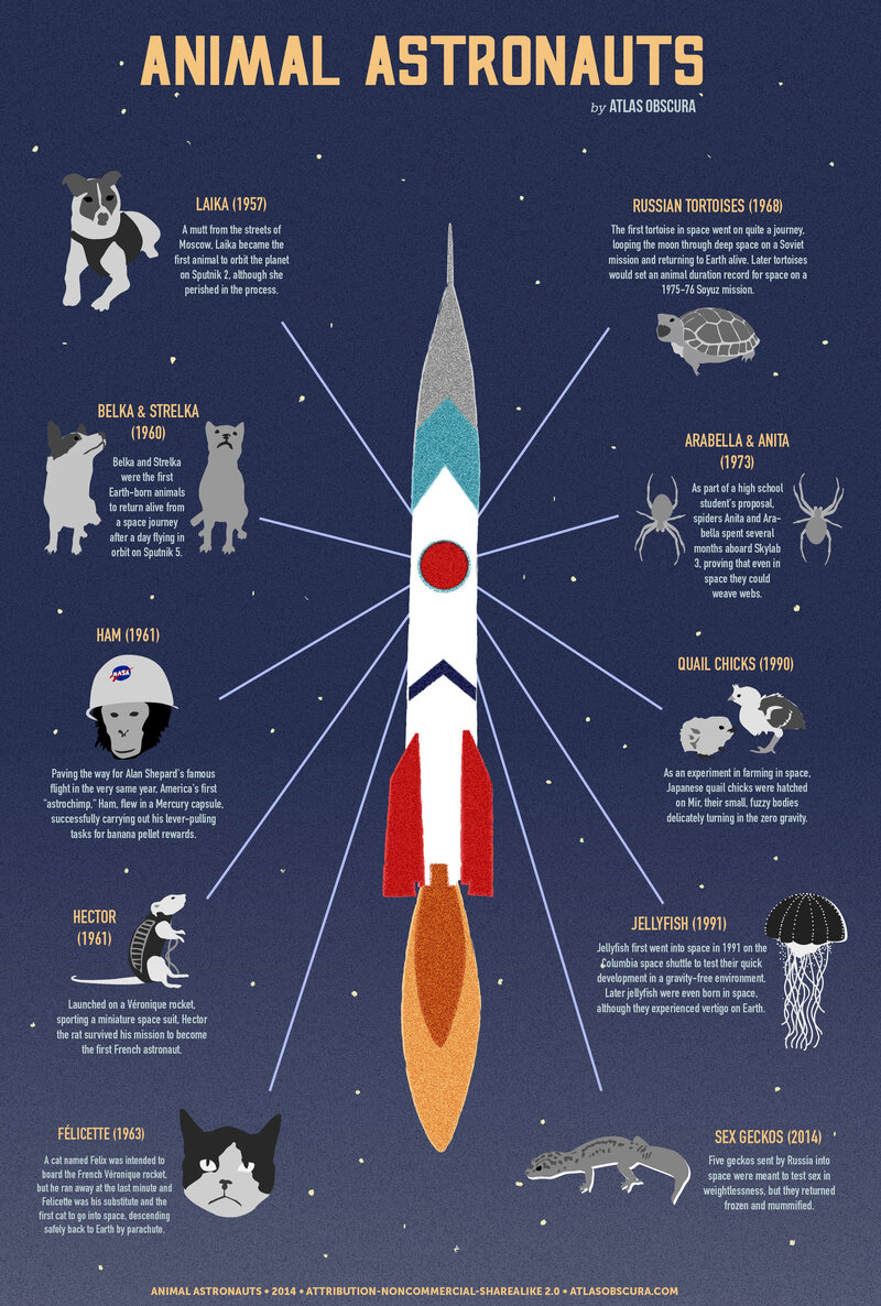 A Graphic Guide to Space Animals - Atlas Obscura