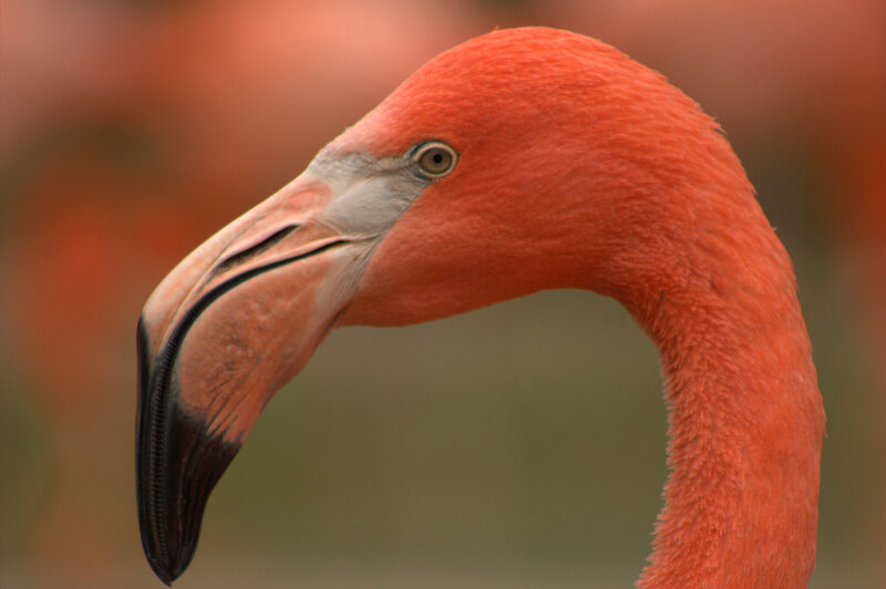 Image result for flamingo